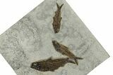 Multiple Fossil Fish (Knightia) Plate - Wyoming #251893-1